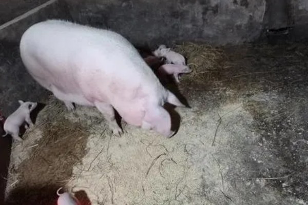母猪晚上带小猪要不要开灯,通常需要开灯