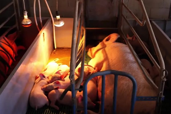 母猪晚上带小猪要不要开灯,通常需要开灯