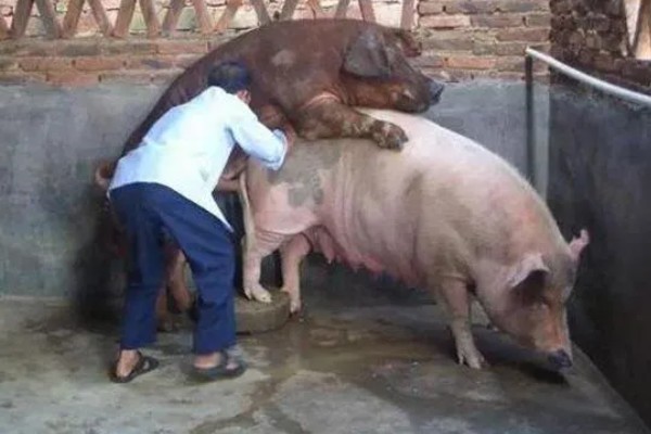 母猪晚上带小猪要不要开灯,通常需要开灯