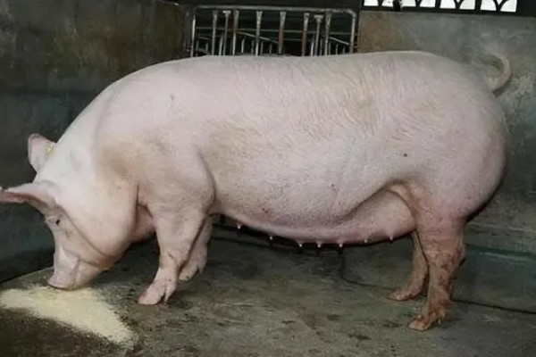 母猪晚上带小猪要不要开灯,通常需要开灯