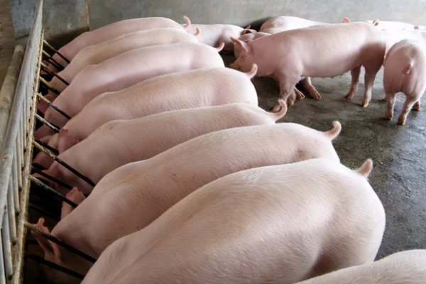 母猪晚上带小猪要不要开灯,通常需要开灯