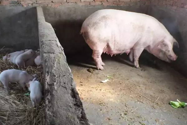 母猪晚上带小猪要不要开灯,通常需要开灯