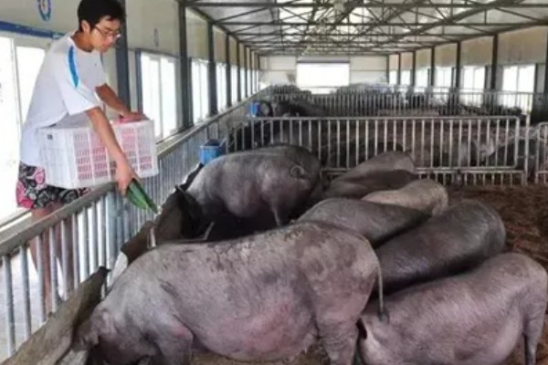 母猪晚上带小猪要不要开灯,通常需要开灯