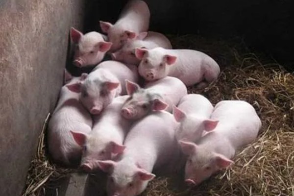 母猪晚上带小猪要不要开灯,通常需要开灯