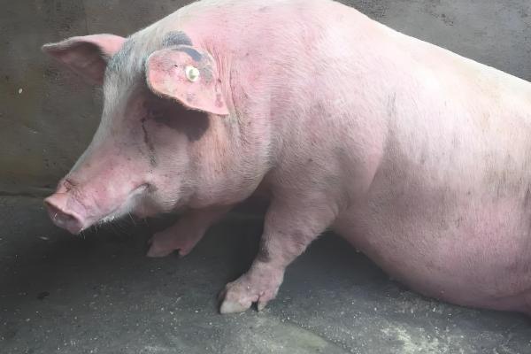 猪流感的症状，体温升高达40℃-41.5℃