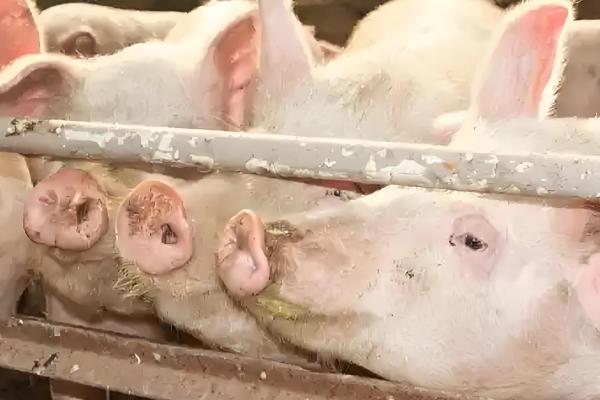 猪流感的症状，体温升高达40℃-41.5℃