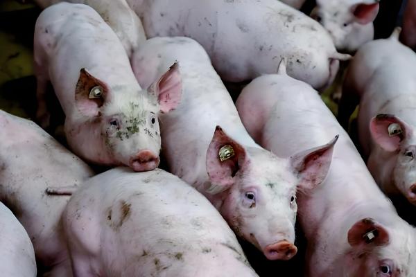 猪流感的症状，体温升高达40℃-41.5℃