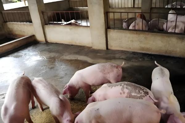 猪流感的症状，体温升高达40℃-41.5℃