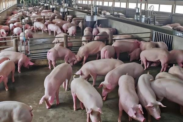 猪流感的症状，体温升高达40℃-41.5℃