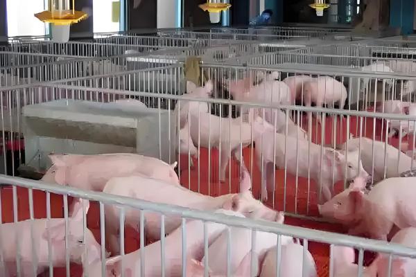 猪流感的症状，体温升高达40℃-41.5℃