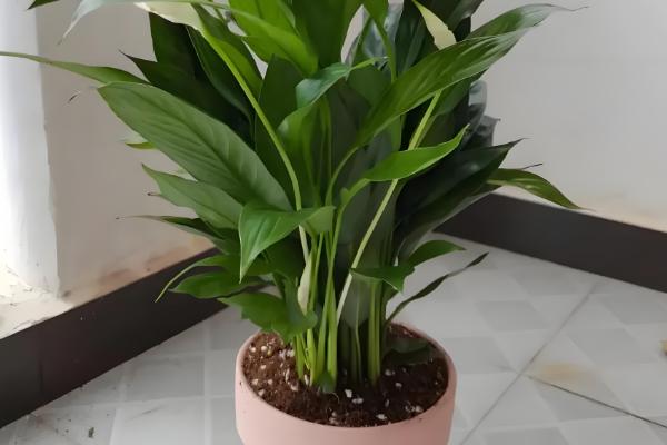 白掌叶尖干枯如何处理，要正确浇水和合理施肥