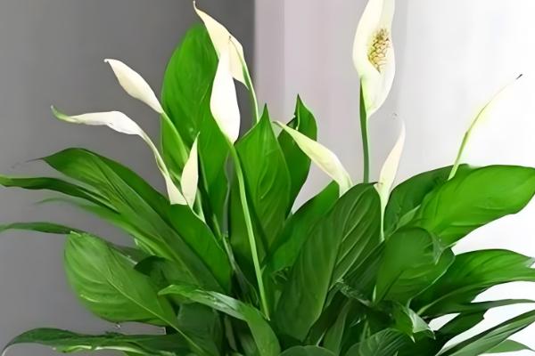 白掌叶尖干枯如何处理，要正确浇水和合理施肥