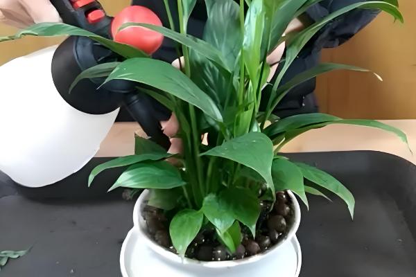 白掌叶尖干枯如何处理，要正确浇水和合理施肥