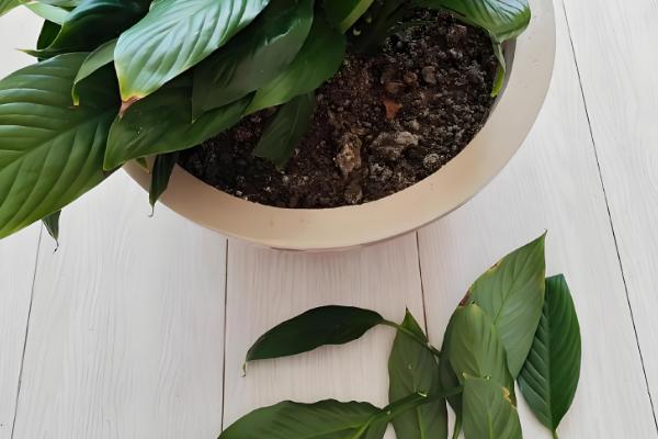 白掌叶尖干枯如何处理，要正确浇水和合理施肥