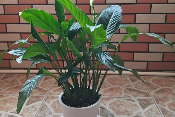 白掌叶尖干枯如何处理，要正确浇水和合理施肥