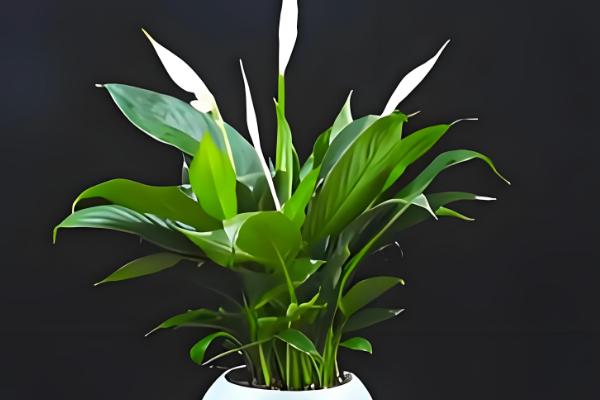 白掌叶尖干枯如何处理，要正确浇水和合理施肥