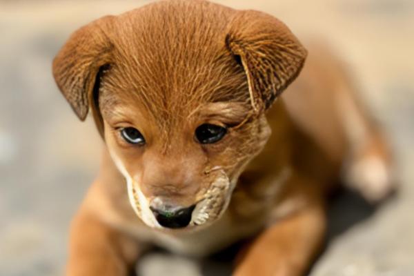 狗狗拉水带血腥味的原因，可能是出血性肠胃炎所致