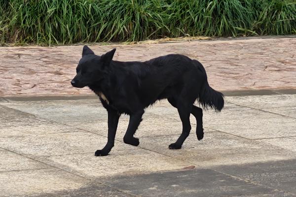 狗狗拉水带血腥味的原因，可能是出血性肠胃炎所致