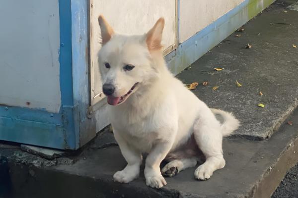 狗狗拉水带血腥味的原因，可能是出血性肠胃炎所致