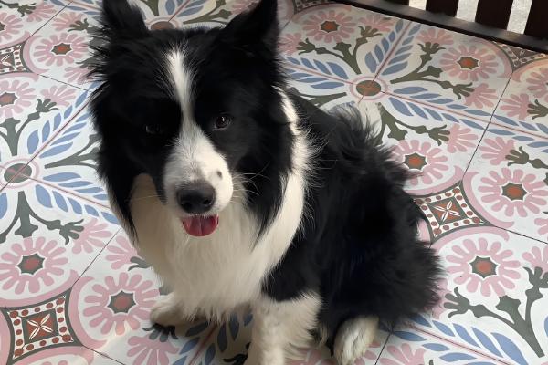 狗狗拉水带血腥味的原因，可能是出血性肠胃炎所致