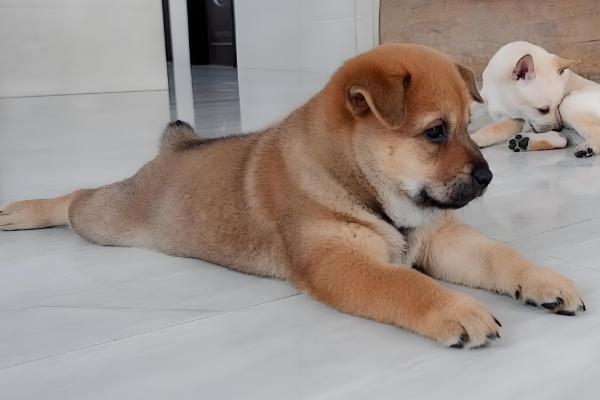 狗狗拉水带血腥味的原因，可能是出血性肠胃炎所致