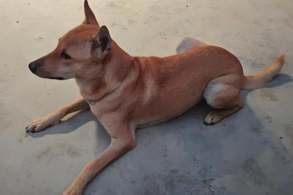 狗狗拉水带血腥味的原因，可能是出血性肠胃炎所致