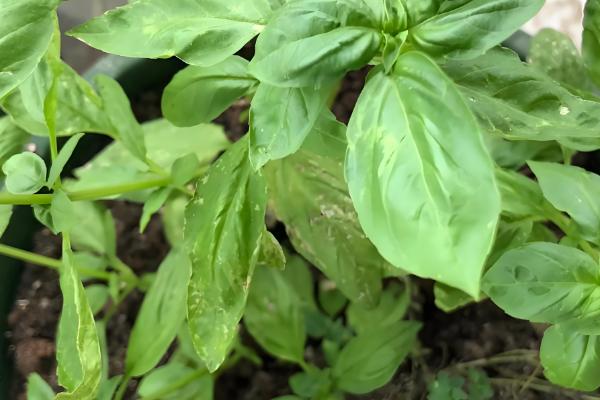 罗勒怎么养殖，生长季节每隔半月追肥一次