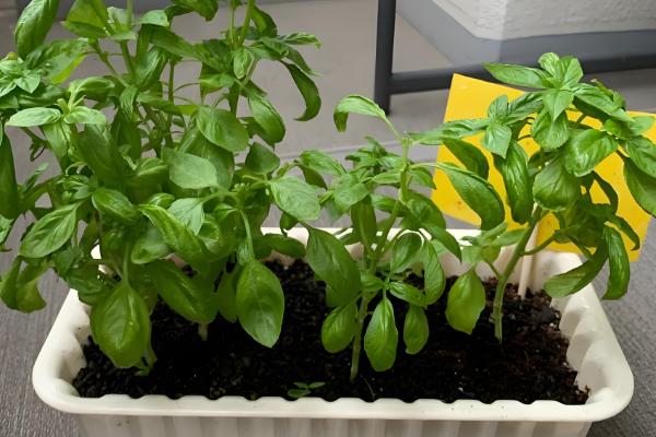 罗勒怎么养殖，生长季节每隔半月追肥一次