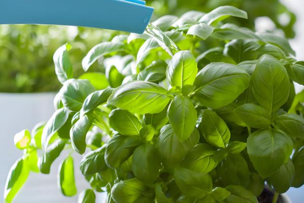 罗勒怎么养殖，生长季节每隔半月追肥一次