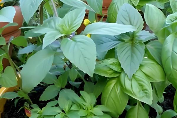 罗勒怎么养殖，生长季节每隔半月追肥一次