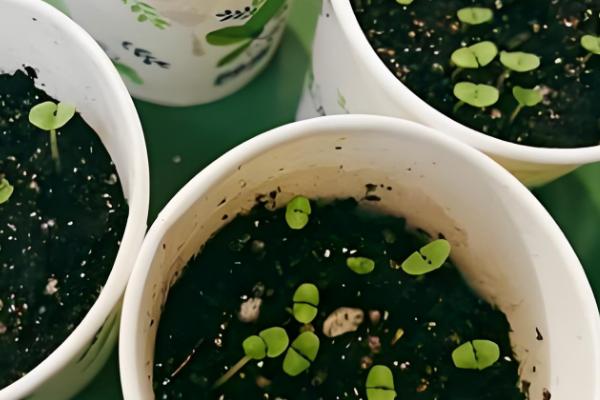 罗勒怎么养殖，生长季节每隔半月追肥一次