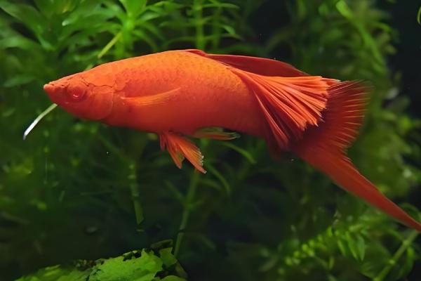 红箭鱼简介，是小型热带淡水鱼类