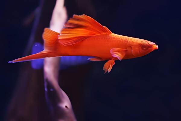 红箭鱼简介，是小型热带淡水鱼类