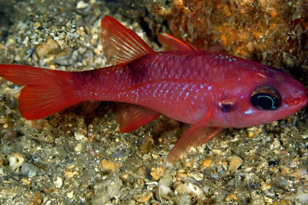 红箭鱼简介，是小型热带淡水鱼类