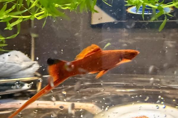 红箭鱼简介，是小型热带淡水鱼类