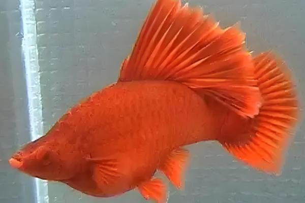 红箭鱼简介，是小型热带淡水鱼类