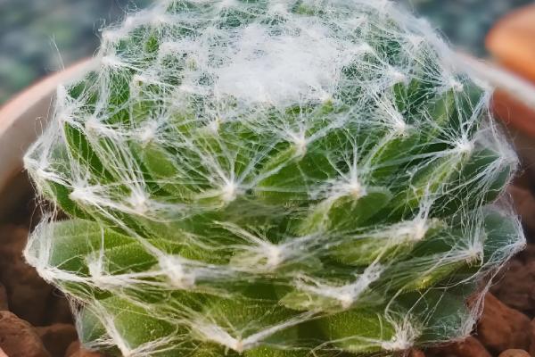 蛛丝卷绢没丝了如何补救，移到室内温暖的地方养护