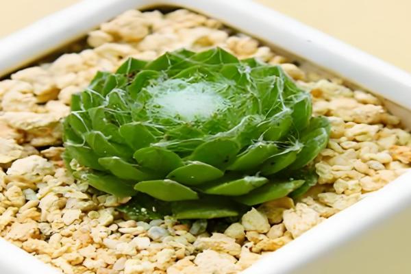 蛛丝卷绢没丝了如何补救，移到室内温暖的地方养护