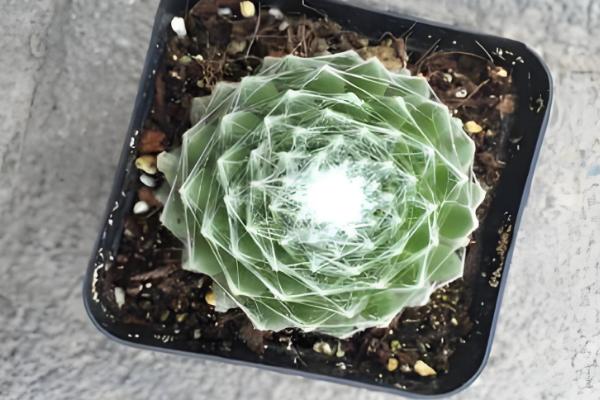 蛛丝卷绢没丝了如何补救，移到室内温暖的地方养护