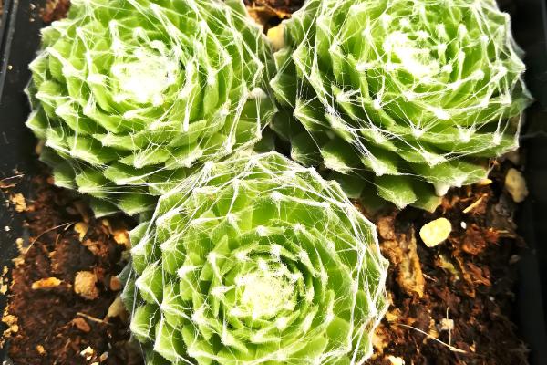 蛛丝卷绢没丝了如何补救，移到室内温暖的地方养护