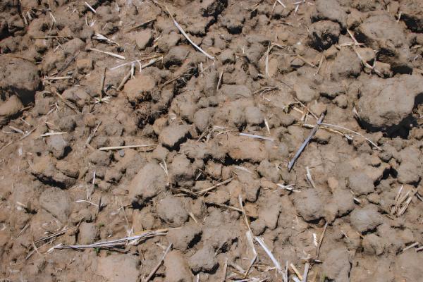 土壤板结如何快速弄松,需要施用有机肥料