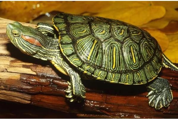 巴西龟认识主人吗，巴西龟认识主人