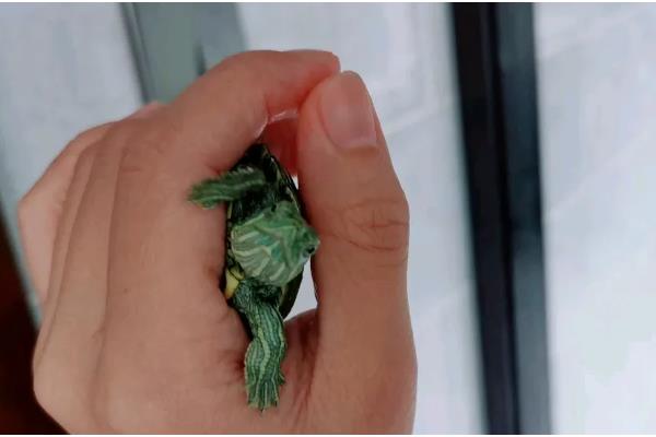 巴西龟认识主人吗，巴西龟认识主人