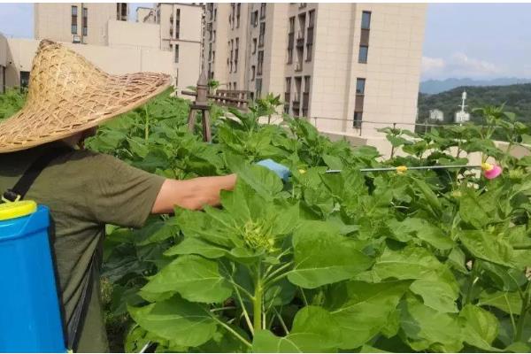 向日葵褐斑病如何防治，可农业防治也可化学防治