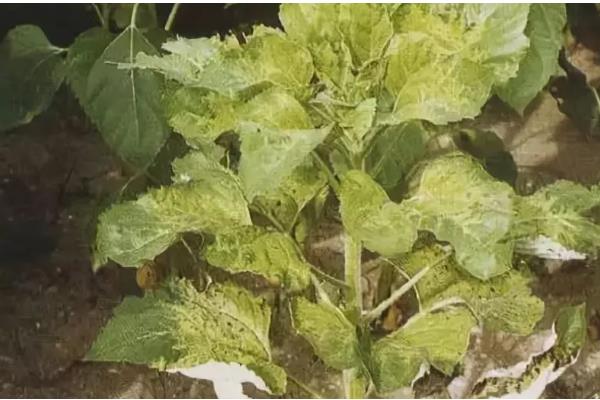 向日葵褐斑病如何防治，可农业防治也可化学防治