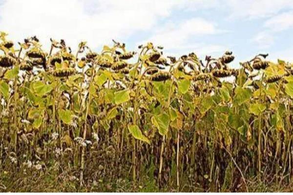 向日葵褐斑病如何防治，可农业防治也可化学防治