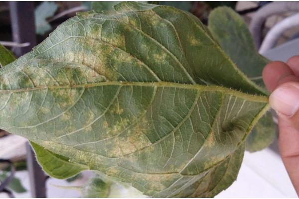 向日葵褐斑病如何防治，可农业防治也可化学防治