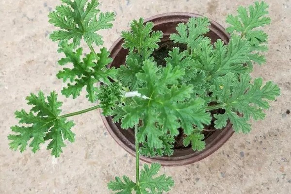 驱蚊草能不能在卧室中养殖,养在卧室中可以驱除蚊虫