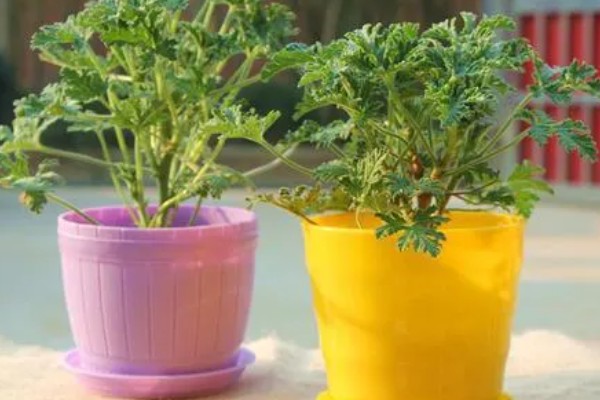 驱蚊草能不能在卧室中养殖,养在卧室中可以驱除蚊虫