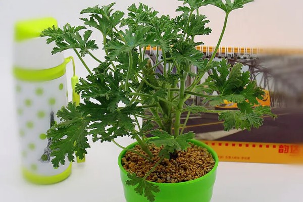 驱蚊草能不能在卧室中养殖,养在卧室中可以驱除蚊虫